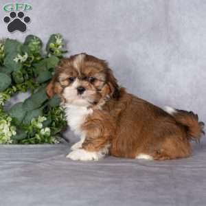 Cocoa, Shih Tzu Puppy